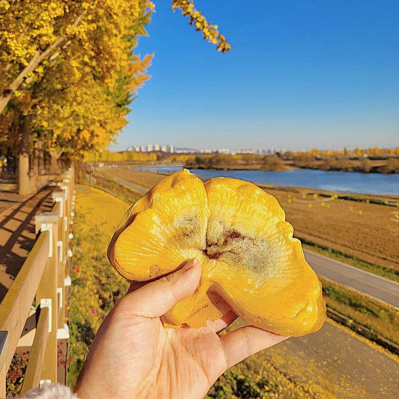 핫도그🌭 은행잎 쌀빵🧇 💬 푸드트럭도 있길래 후식 사 머굼 평일이라 열린곳이 몇곳 없어서 핫도그랑 은행잎 쌀빵을 샀는데 핫도그는 맛은 있는데 소