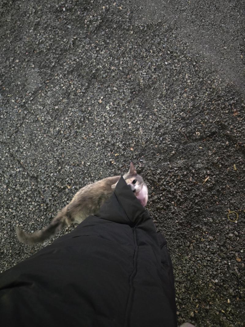 바부고영