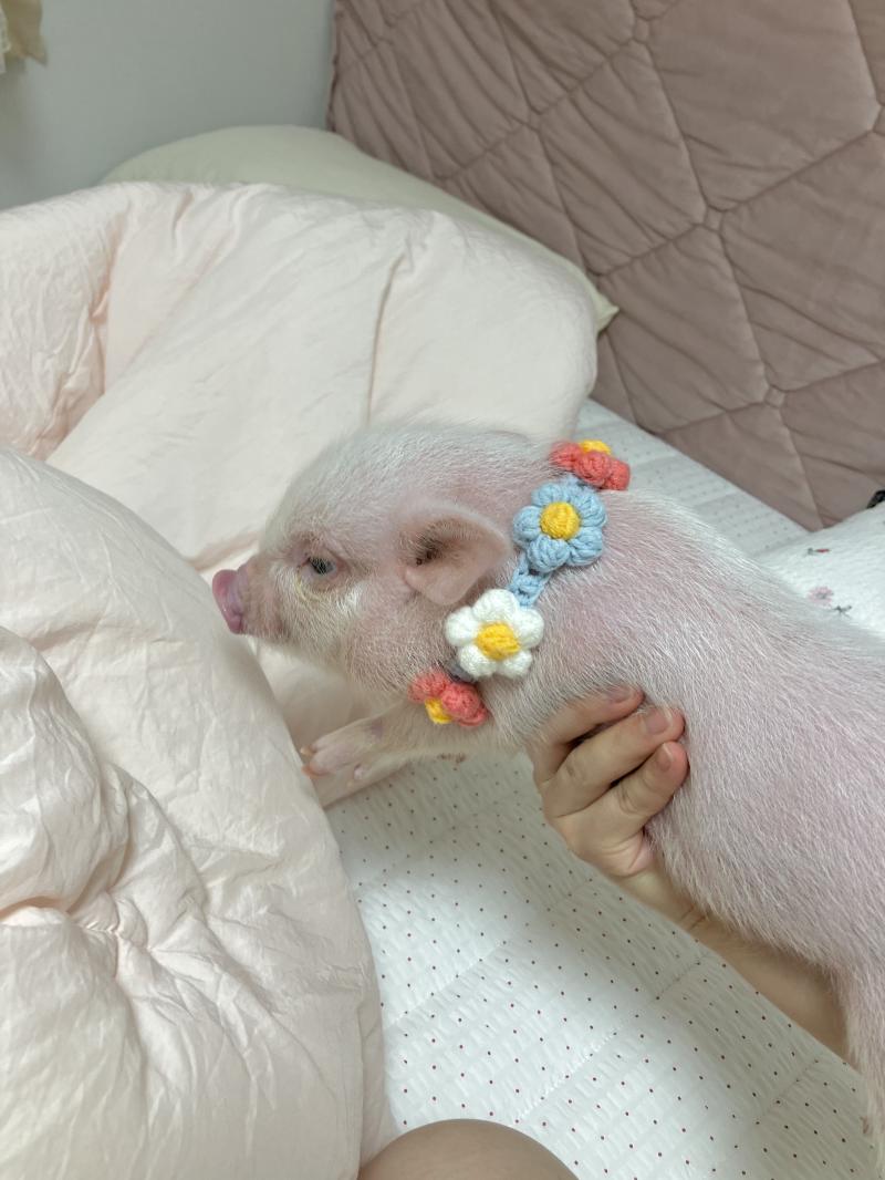 안녕! 내 친구가 이번주에 짝남한테 고백한다는데 사귈수 있을까? 남자애는 내 친구를 어떻게 생각하는지도 궁금해! 내가 친구한테 은근 바람넣고 있