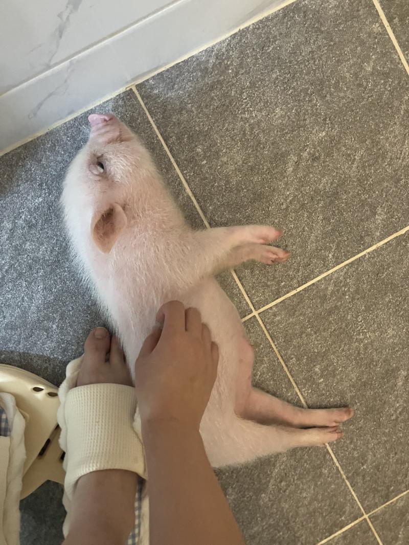 안녕! 내 친구가 이번주에 짝남한테 고백한다는데 사귈수 있을까? 남자애는 내 친구를 어떻게 생각하는지도 궁금해! 내가 친구한테 은근 바람넣고 있