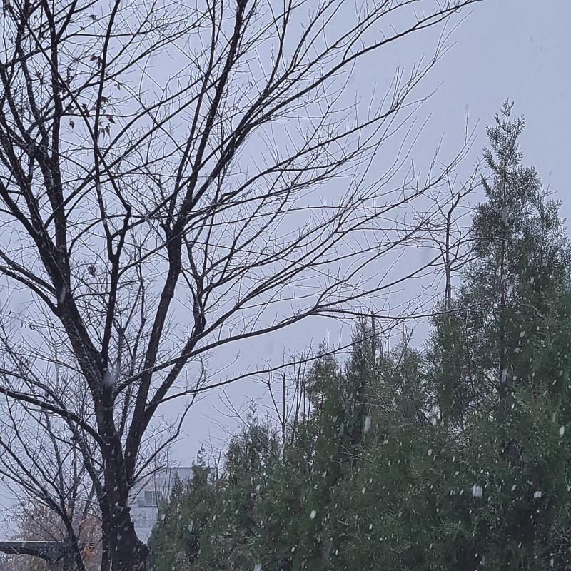 뻐꾸기들아 다들 눈 오는거 봐써? 첫 눈이야❄️