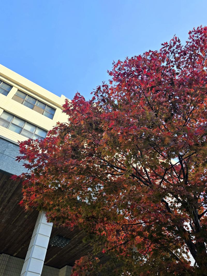 가을철 단풍의 여러 색깔은 그 나무가 가진 설탕 성분 때문이라는데 나무의 몸에 설탕이 많으면 단풍이 잘 들고 적으면 색이 곱지 않고 아주 적으면