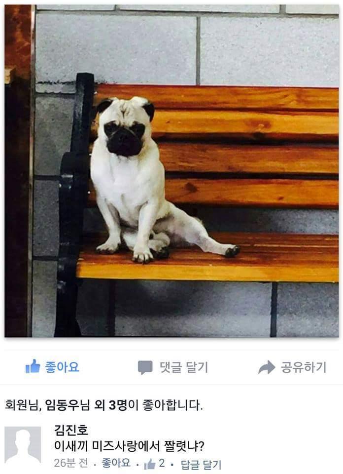 미즈사랑 모델이 아니게 된 멍멍이