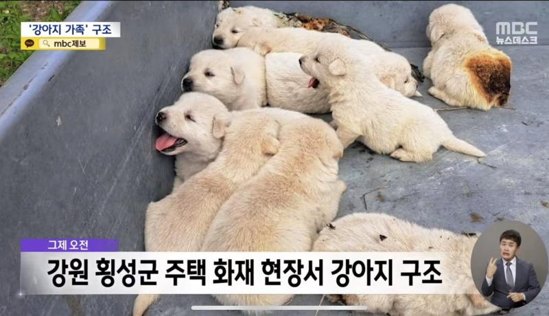 화재 현장에서 구조된 강아지들
