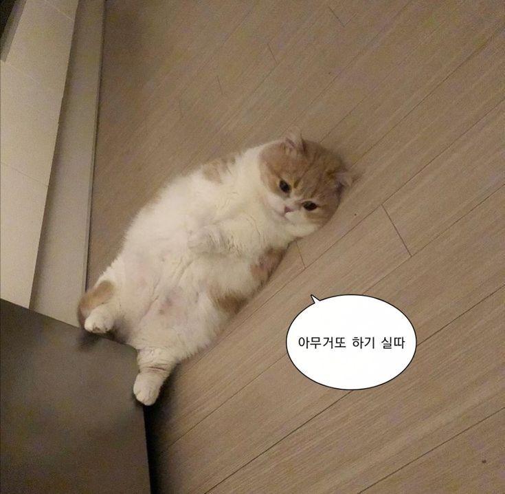 아니 그냥 너무 힘듬 하루에 한번씩 걍 사라지고 싶다는 생각을 함. 인생이 너무 좆같애