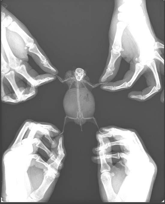 >>187 햄스터 엑스레이