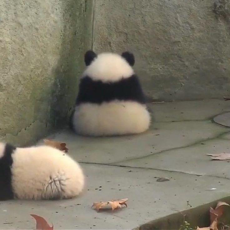 레주 안녕!! 나는 취준생인데, 사장님 사정때문에 알바 짤리고 요즘들어 안 좋은일이 소소하게 자주 생겨서 힘들고 그러넹.. 질문은 두가지야!!