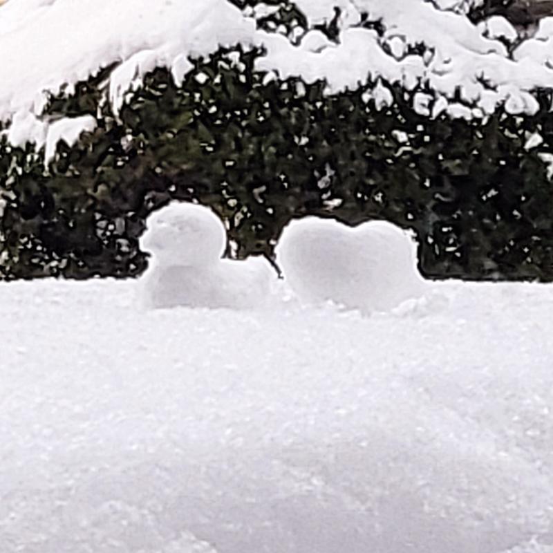 컨디션이 좋지 않지만 눈 왔는데 안 놀긴 섭하자나 그래서 집 앞에서 잠깐 놀다 와따❄️🩷