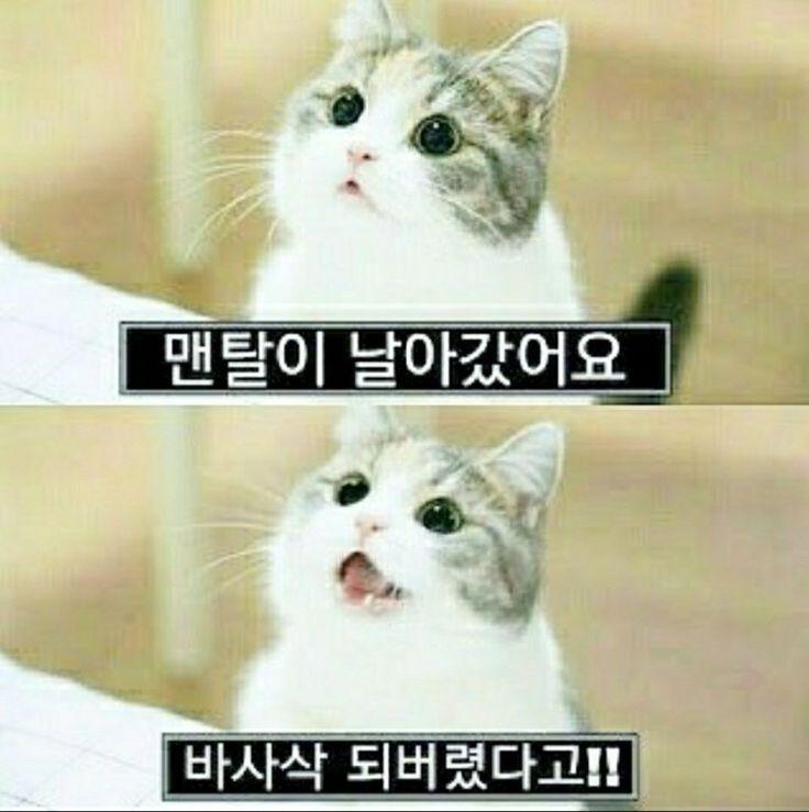 고양이 짤 모아야지