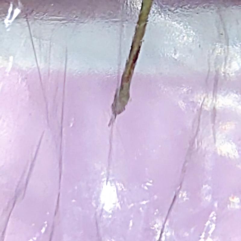자랑 하나 해두 대? 갑자기 로즈마리 보고싶어서 두다다 달려가서 보니까 뿌리가 자랐어!! 아직 작고 하나밖에 없지만..물꽂이 성공🥹🥹🥹