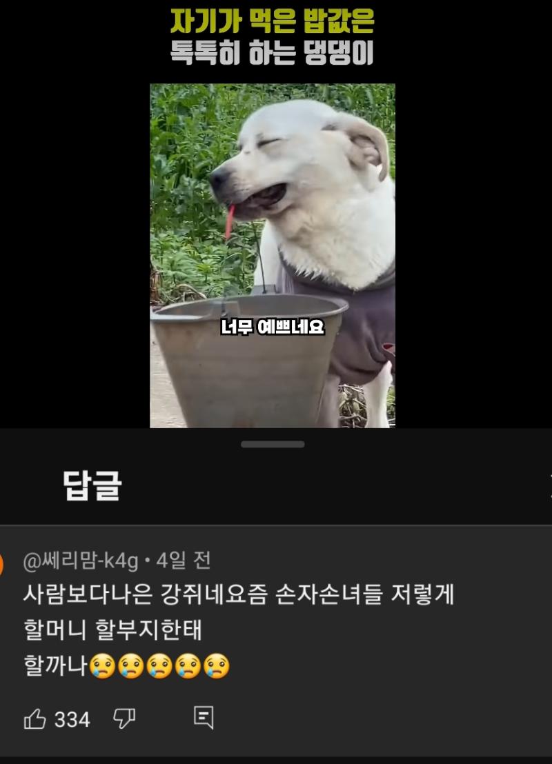 이래서 유투버 개빠들이 싫음ㅋㅋㅋㅋ 뭐만하면 사람보다 나은 어쩌고 요즘 어쩌고 손녀손자들이 저렇게 할까나 ㅇㅈㄹ 효도 하는 사람은 존나 효도 하