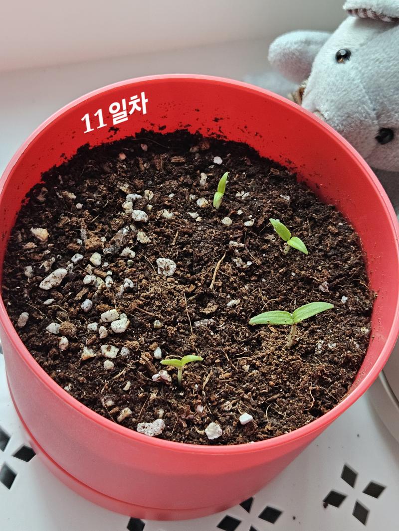 매일 아침 일어나서 토마토를 보면 기분이 좋아진다. 하루가 다르게 크는 새싹들이 귀엽고 예뻐서 엄청나게 힐링된다. 🍅 ( ^ _ ^ ) 🍅 우울