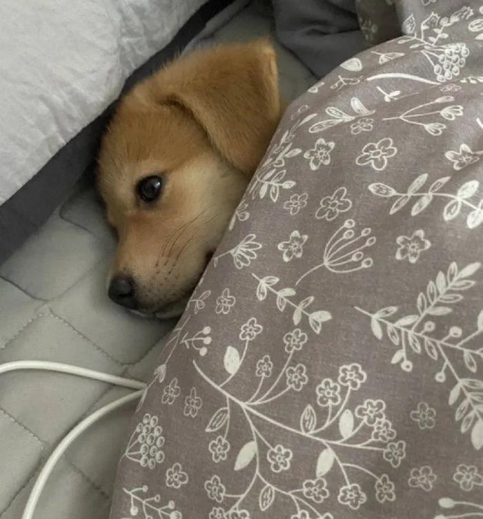 아아아아아 오늘 세계 강아지의 날이었으ㅓ!!!!!!!!!!!!!!!! 세상의 모든 강아지들아 햄복해야해,,,❤️🐶❤️ 담에 애견카페 가야지...