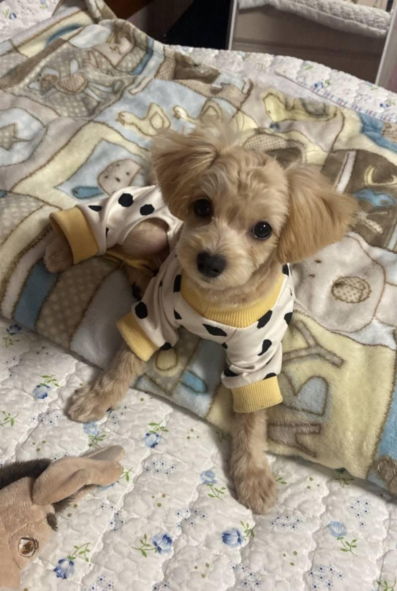 아아아아아 오늘 세계 강아지의 날이었으ㅓ!!!!!!!!!!!!!!!! 세상의 모든 강아지들아 햄복해야해,,,❤️🐶❤️ 담에 애견카페 가야지...