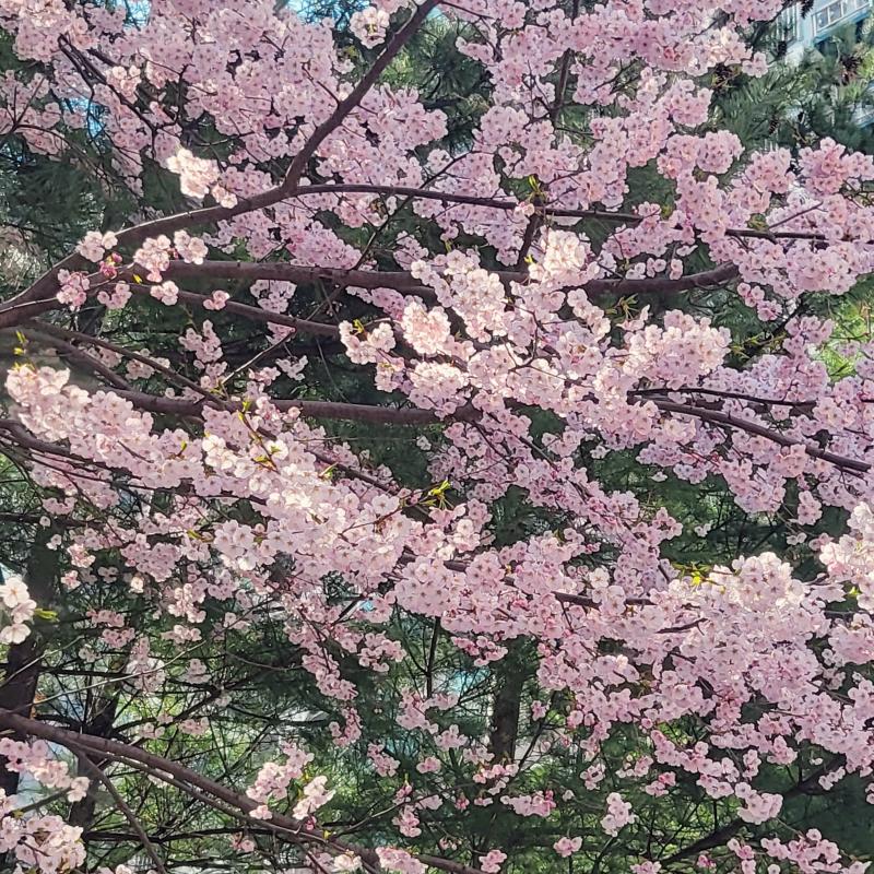 벚꽃 보고 오기🌸아직 만개는 아니지만 내일부터 비라 차라리 만개하지 않아서 다행인가 다음주까지 버텨주길..