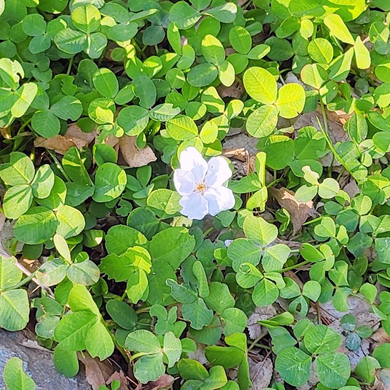 벚꽃 보고 오기🌸아직 만개는 아니지만 내일부터 비라 차라리 만개하지 않아서 다행인가 다음주까지 버텨주길..