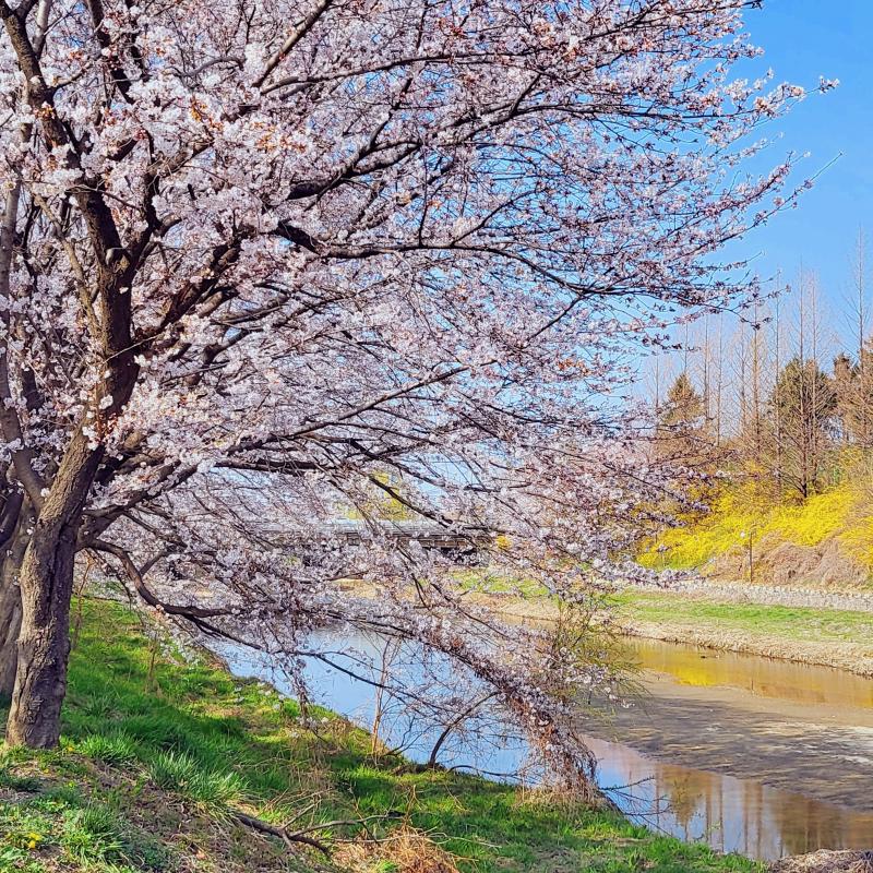 벚꽃 보고 오기🌸아직 만개는 아니지만 내일부터 비라 차라리 만개하지 않아서 다행인가 다음주까지 버텨주길..