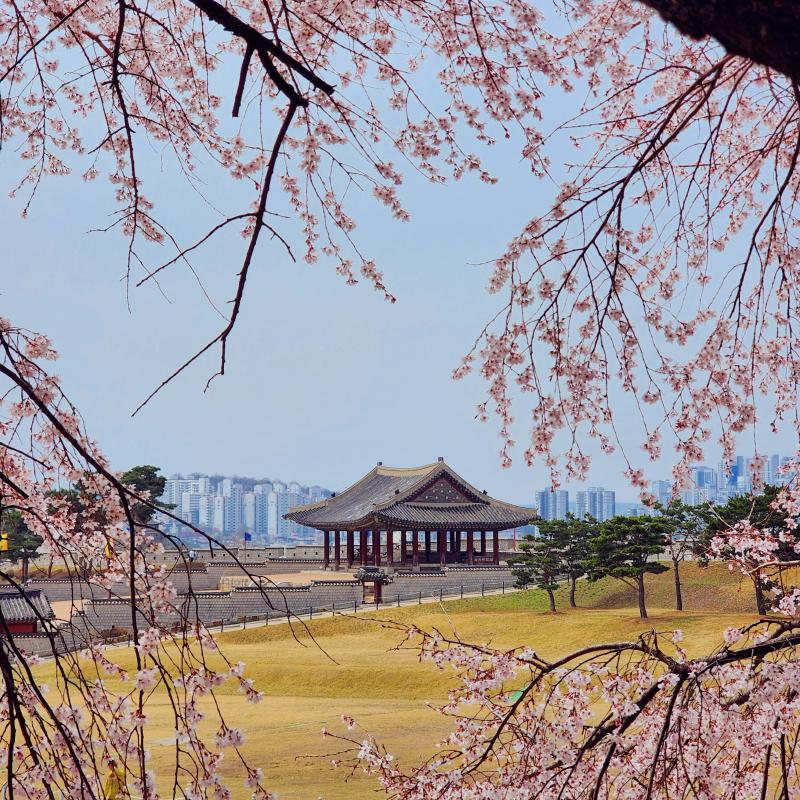벚꽃띠니🌸🩷