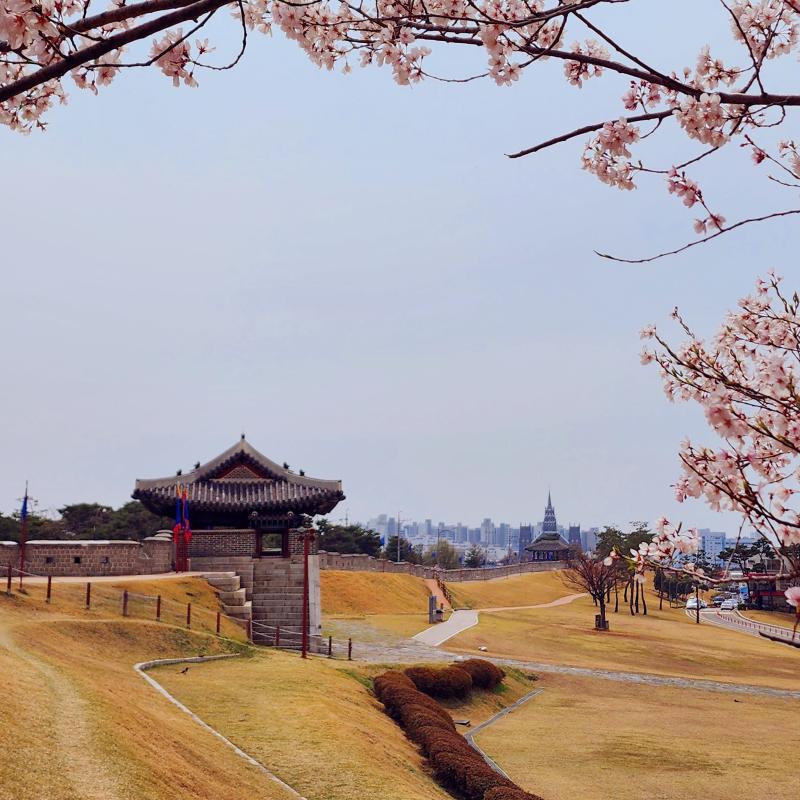 벚꽃띠니🌸🩷