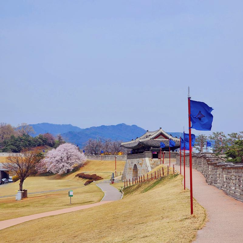 날씨는 좀 구렸지만 벚꽃엔딩전에 보고 와따🌸