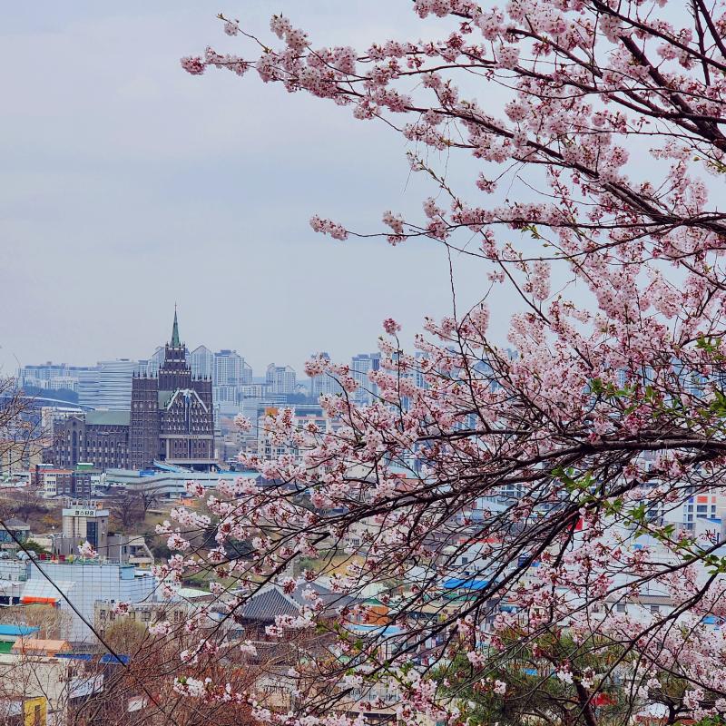 날씨는 좀 구렸지만 벚꽃엔딩전에 보고 와따🌸
