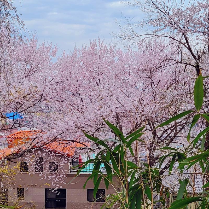 날씨는 좀 구렸지만 벚꽃엔딩전에 보고 와따🌸