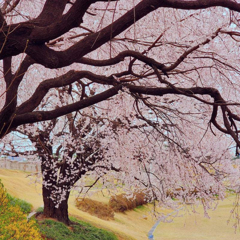벚꽃띠니🌸🩷