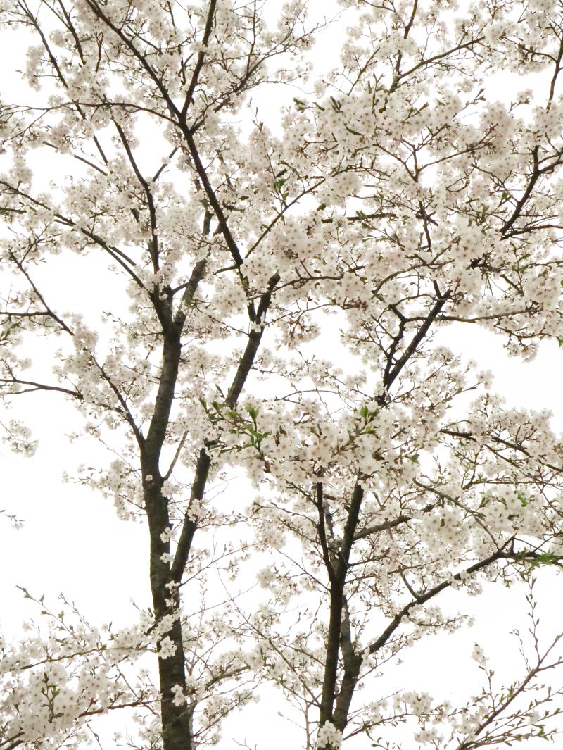 비 오기 전에 찍은 벚꽃