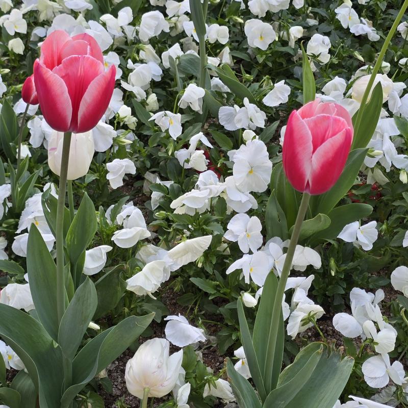 튤립튤립🌷🌷