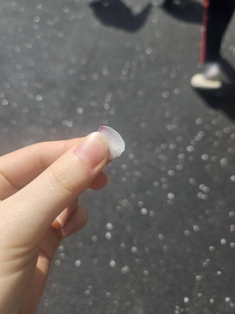 오랜만에 사진 올려봐야지 4월에 좀 나아지고나서 야자도 다시 하고 애들이랑 얘기도 하고 점심때 산책하다가 벚꽃 떨어지는거 잡은거임