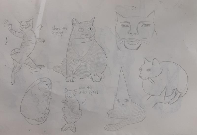 54 고양이