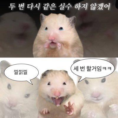 다시는 같은 실수를 하지 않으려는 햄스터