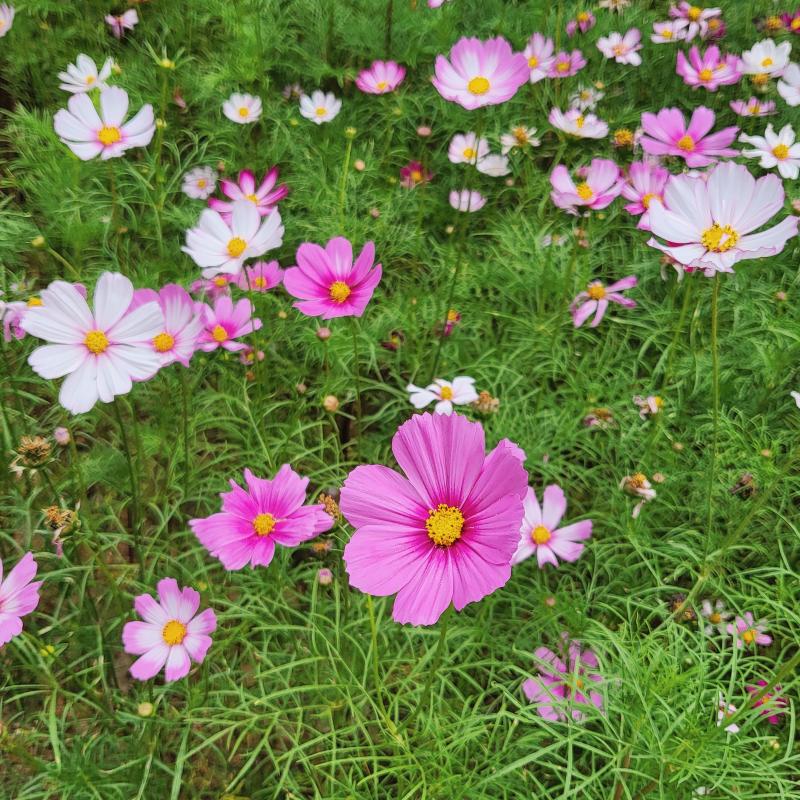 달밤에 소금을 뿌려놓은 듯 피어나는 메밀 꽃밭•••달밤은 아니였지만 메밀꽃을 보았다 코스모스, 메밀꽃, 개망초 초록초록 그린코어🌱