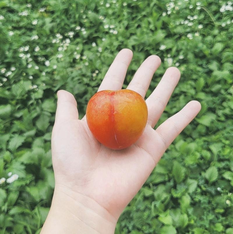 요즘 근황 자두에 빠져있다