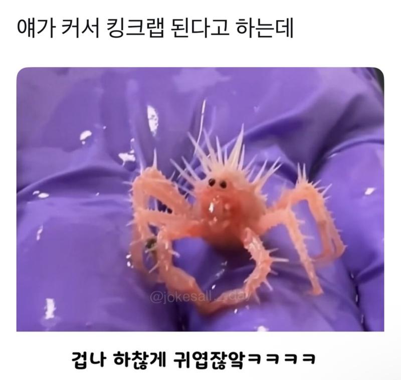 베이비킹크랩이나 보고가라