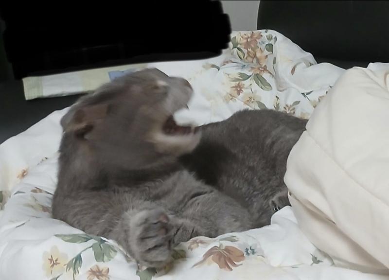 우리집고양이 하품하는사진 희망편과 절망편ㅋᩚㅋᩚ