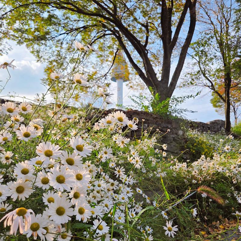 남산 가따 왔는데 사람이 너뮤 만흠..그래도 이번엔 구절초+남산샷 성공띠🩷