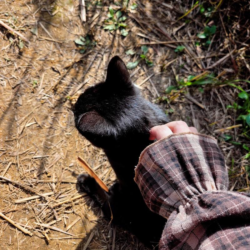 깜냥이와 물까치🐈⬛🐦🩷