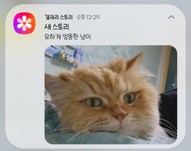 오늘 귀신같이 갤러리에서 범이 분류했다고 알림떴네 근데 범이 설명이랑 찰떡이라 조금 웃음 나오더라 얜 정말 엉뚱하고 바보같고 귀여운 고양이였삼