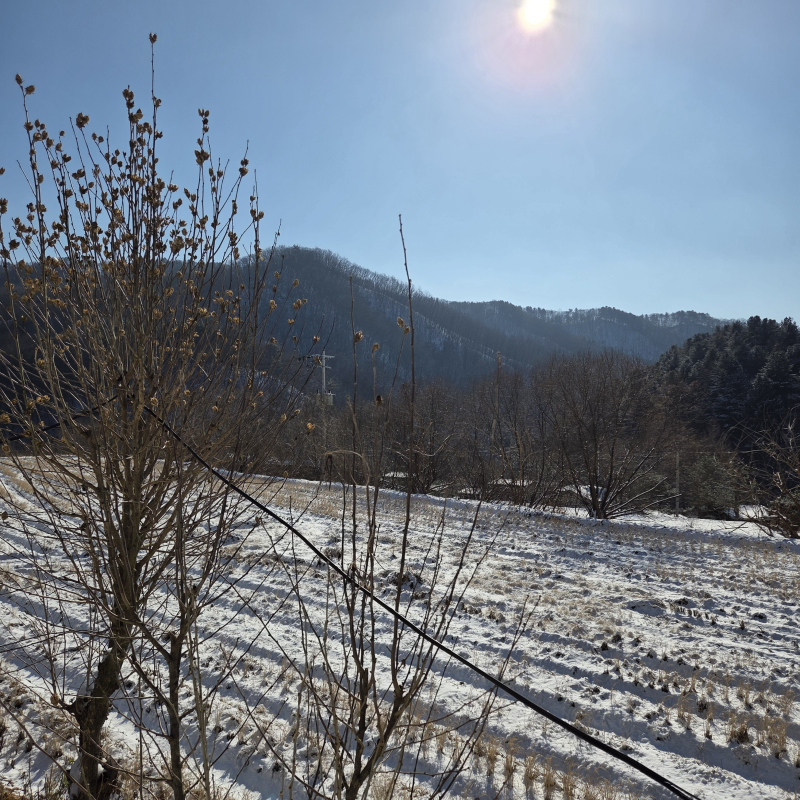 눈사람 만들 정도로는 눈이 안왔다...❄️❄️❄️