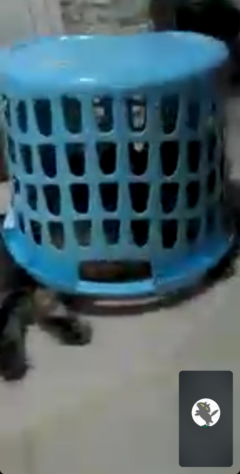 아ㅠ 내 친구 새벽 3시에 우다다 한 고영 빨래바구니로 잡음 와중에 발이랑 꼬리 튀어나온 게 웃김