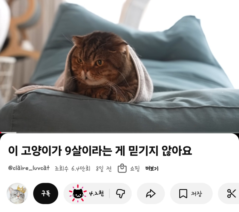 고양이 영상에 좋아요 누르면 고양이가 뜬다는 귀여운 사실을 알아따🐱🩷