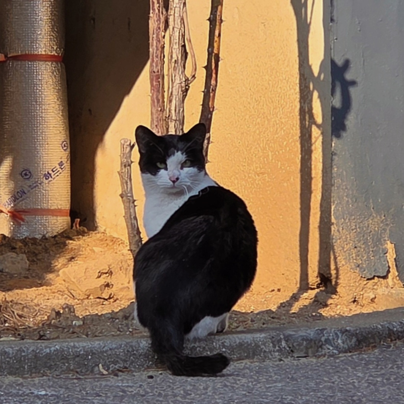 오늘 만난 🐈⬛🩷