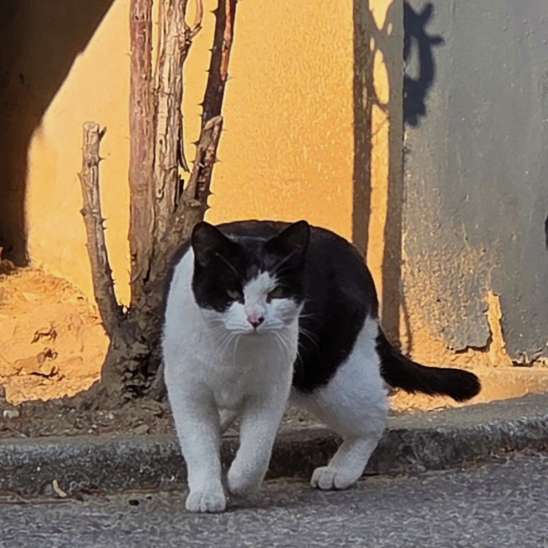 오늘 만난 🐈⬛🩷