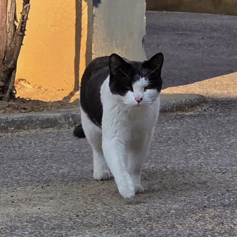 오늘 만난 🐈⬛🩷