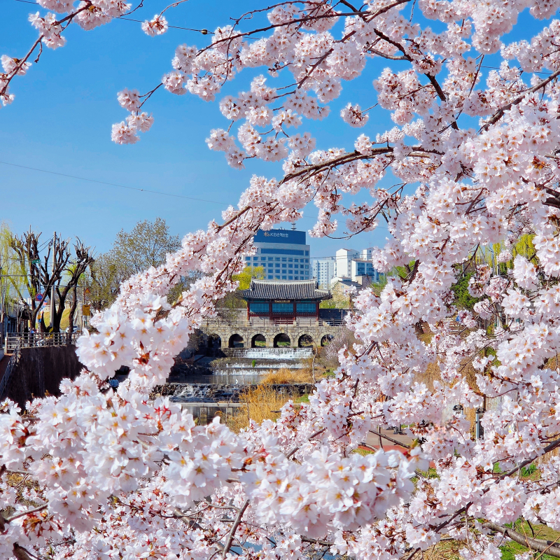 벚꽃구경🌸