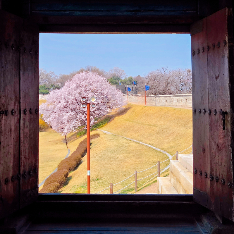 벚꽃구경🌸