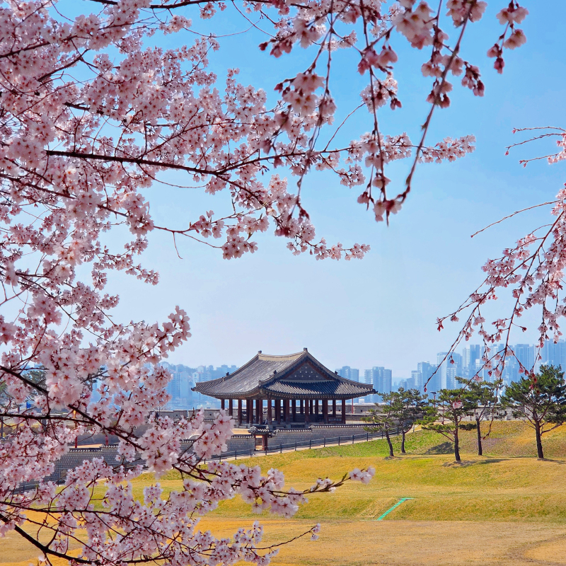 벚꽃구경🌸