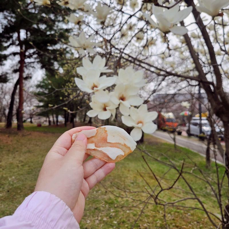 아직 피어있는 목련 어제 목련이 나무목에 연꽃연을 써서 나무에 핀 연꽃인 걸 처음 알았다 그러고 보니 연꽃 같다 왜 몰랐을까