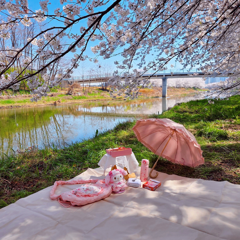 올해도 벚크닉🌸2시간 동안 만든 도시락🩷시간 없는 와중에 마들렌까지 굽굽함ㅋㅋㅋ +양산 가지고 오는 거 깜박해서 제미나이한테 만들어달라 했더니 
